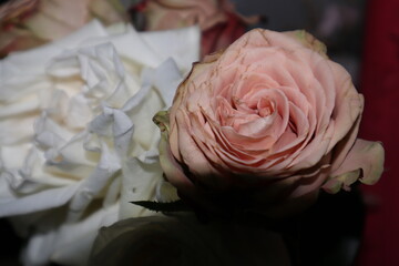 Roses close up shot pink white 