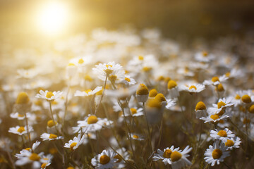chamomile in the rays of the sun