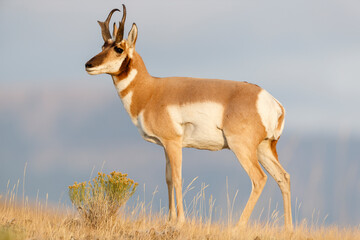 Pronghorn Antelope