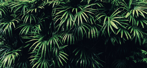 Fototapeta na wymiar Tropical green leaf background, Dark tone theme.