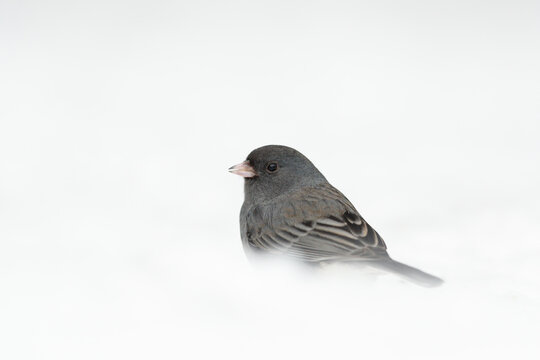 Dark-eyed Junco