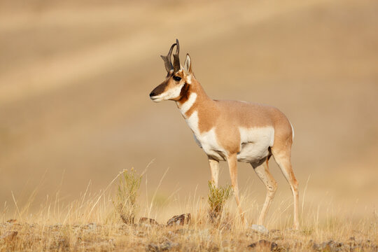 Pronghorn Antelope