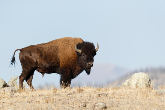 American Bison