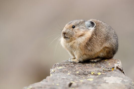 American Pika