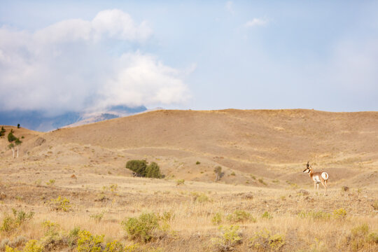 Pronghorn Anetlope