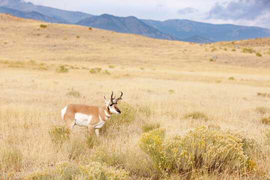 Pronghorn Anetlope