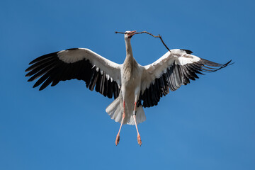 Storch beim Nestbau