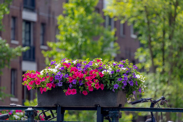Amsterdam canal bridge, Decoration with a bush of multicolor Petunia flowers on the railing, Beautiful ornamental flowering plants with blurred view of architecture traditional houses as background.