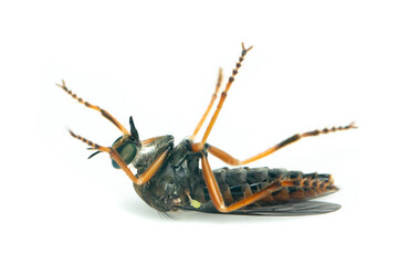 Image of the Asilidae are the robber fly family, also called assassin flies. on white background. Insect. Animal