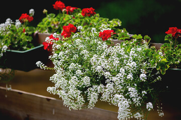 Pot with red and white flowers on a fence in garden