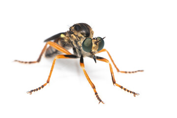 Image of the Asilidae are the robber fly family, also called assassin flies. on white background. Insect. Animal