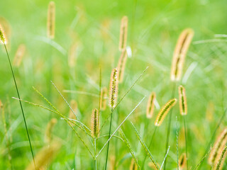 犬のしっぽのような雑草 エノコログサ