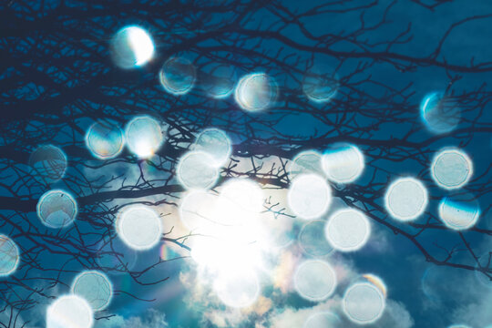 Raindrops and Winter branches