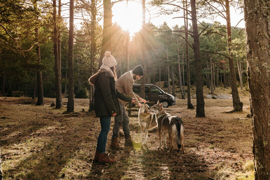 Young couple playing with wolf dogs in the forest