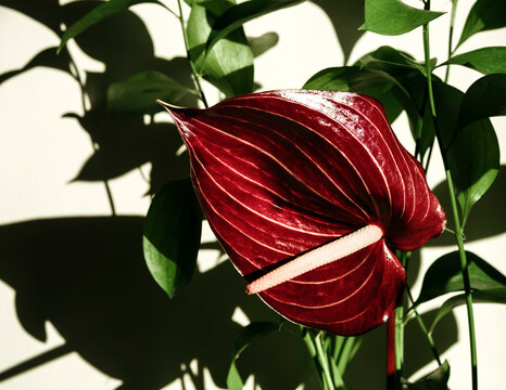  Anthurium Flower