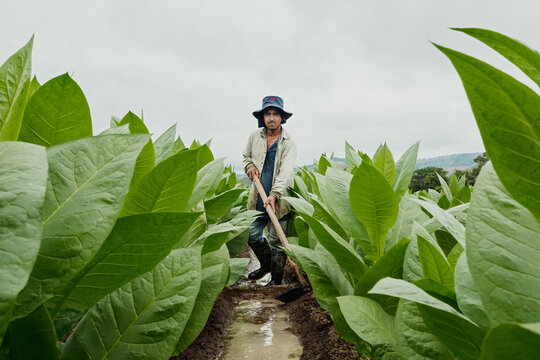 Working in tobacco
