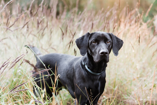 Black Labrador in a field