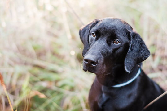 Portrait of black Labrador dog