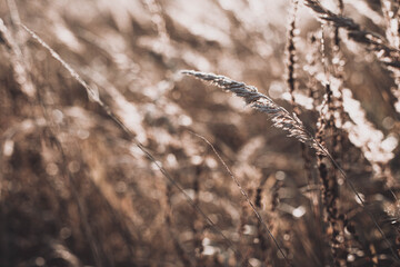 Fototapeta premium Autumn wild grass on a meadow in the rays of the golden hour sun. Seasonal romantic artistic vintage autumn field landscape wildlife background with morning sunlight