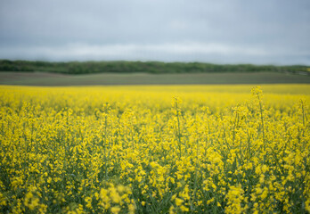 Yellow rapeseed flowers on field