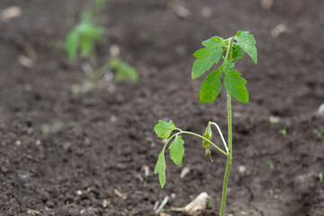 Young tomato seedlings with symptoms of a viral disease. Landing in the ground. Rooting seedlings.