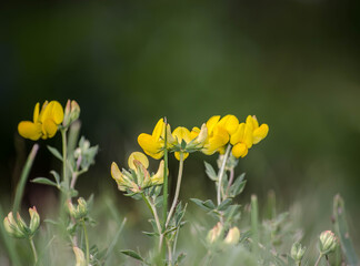 Yellow flower closeup with bright yellow flowering.