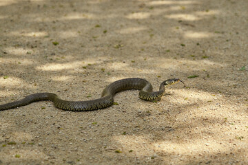 Vipère sur le sable .