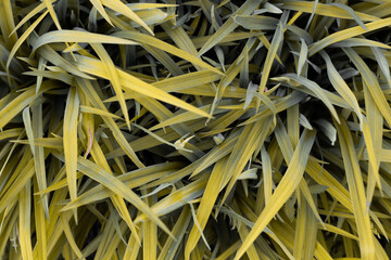 Yellowed leaves of daylily flowers. Diseases of garden flowers. Lack of moisture. Close-up.
