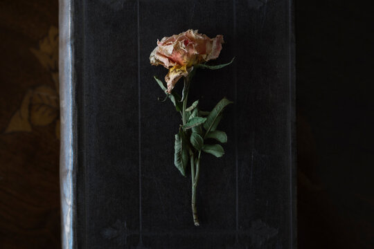 Dried rose on old book cover