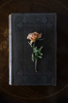 Dried rose on old book cover
