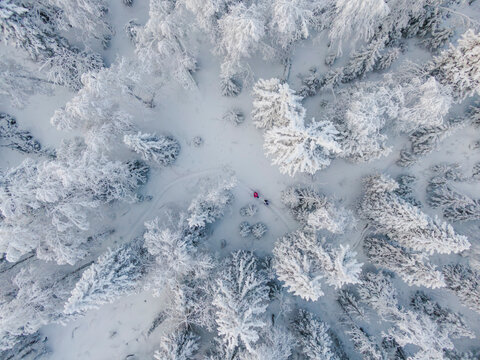 People in a snow-covered forest