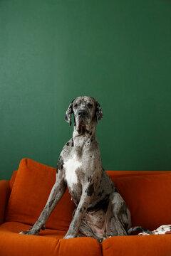 Spotted dog sitting on sofa