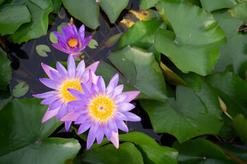Beautiful Thai lotus( Waterlily)
