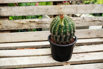 Collection of various cactus and succulent plants in home garden