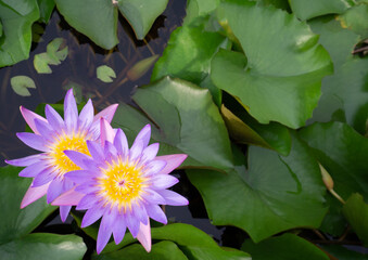 Beautiful Thai lotus( Waterlily)