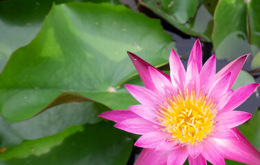 Beautiful Thai lotus( Waterlily)