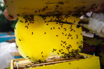 Bekeeper removing bees from comb