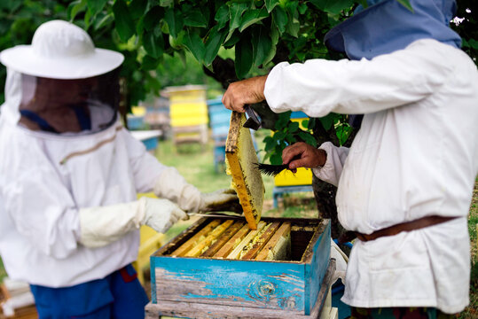 Beekeeper working in his apiary