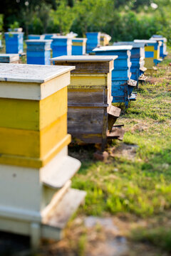 Beehives in garden