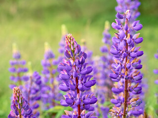 Lupin flowers blooms in the field.