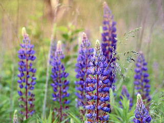 Lupin flowers blooms in the field.
