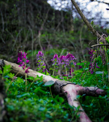 flowers in the garden