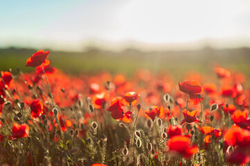 The southern sun illuminates the fields of red garden poppies. The concept of rural and recreational tourism. Poppy fields at golden hour