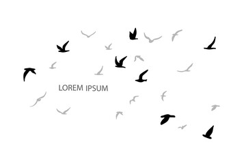 A flock of flying silhouette birds. Black on white background.