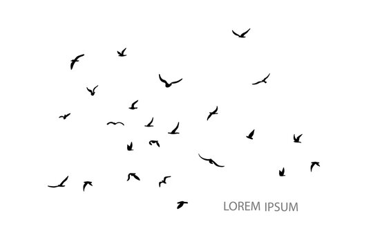 A flock of flying silhouette birds. Black on white background.
