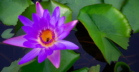 Close-up beautiful blue waterlily