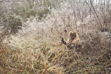 Bow hunter in ghillie suit