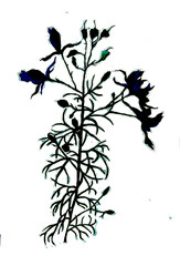 Wildflowers branch black isolated on whitw background botanical illustration for all prints.