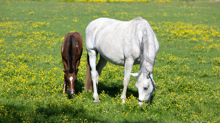 Obraz premium white horse and foal graze in summer meadow with yellow flowers