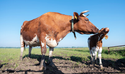 spotted red brown cow and calf in meadow under blue sky